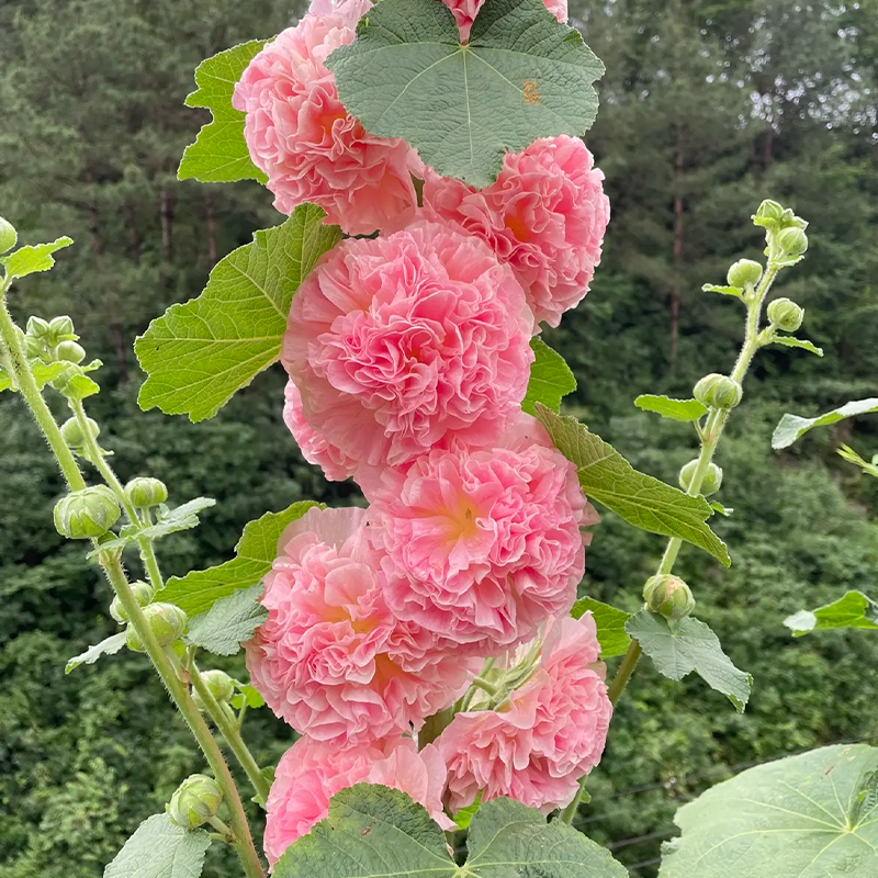 DOUBLE HOLLYHOCK SEEDS