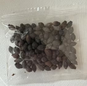 🌸White Jasmine Seeds