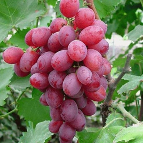 🔥Last Day 48% OFF- High-Quaility Grapes Seeds- High Germination Rate