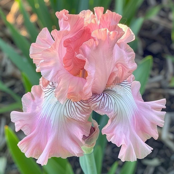 🌸 Iris Bulbs – Rare Color. Lasting Beauty. Zero Hassle.
