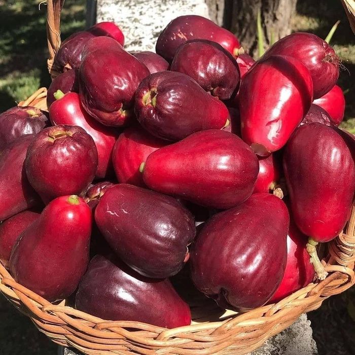 🍎Grow Your Own Tropical Wax Apples – Non-GMO Seeds