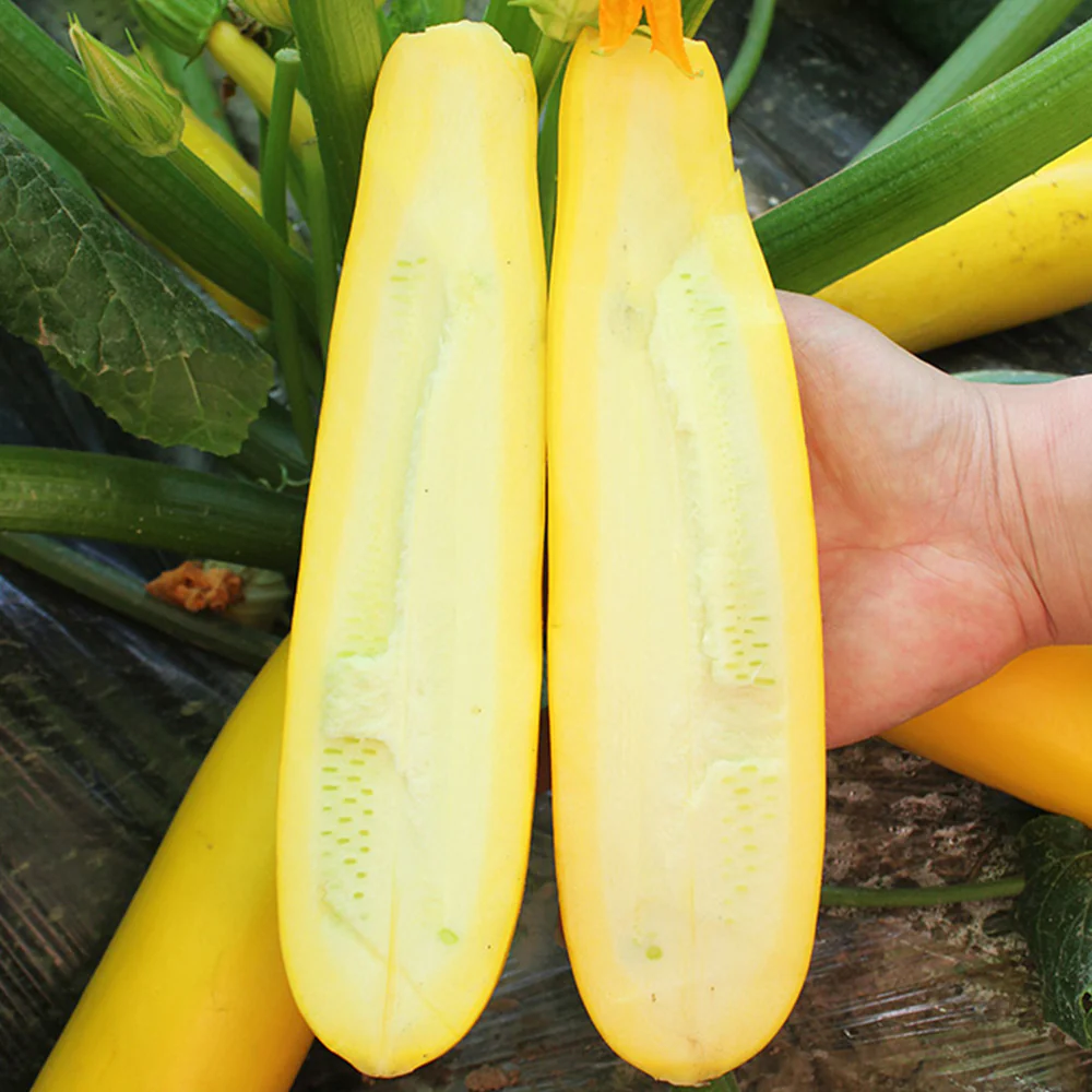 🍌 Banana Zucchini — The "Little Banana" of Vegetables