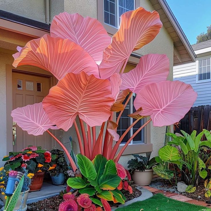 🌟 Discover the Magic of Giant Caladium Seeds!