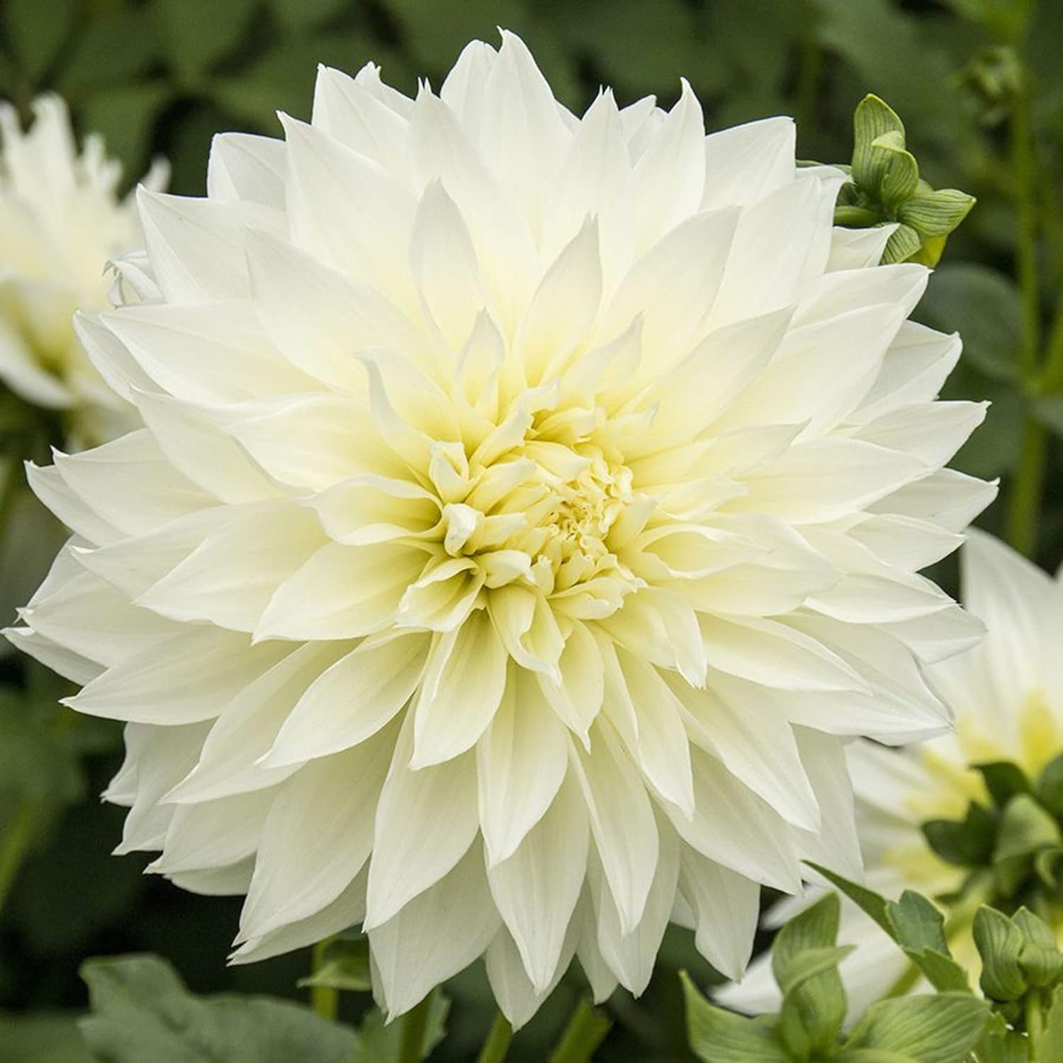 ð¸90 Giorni di Dahlias - Miscela a Lunga Duratað