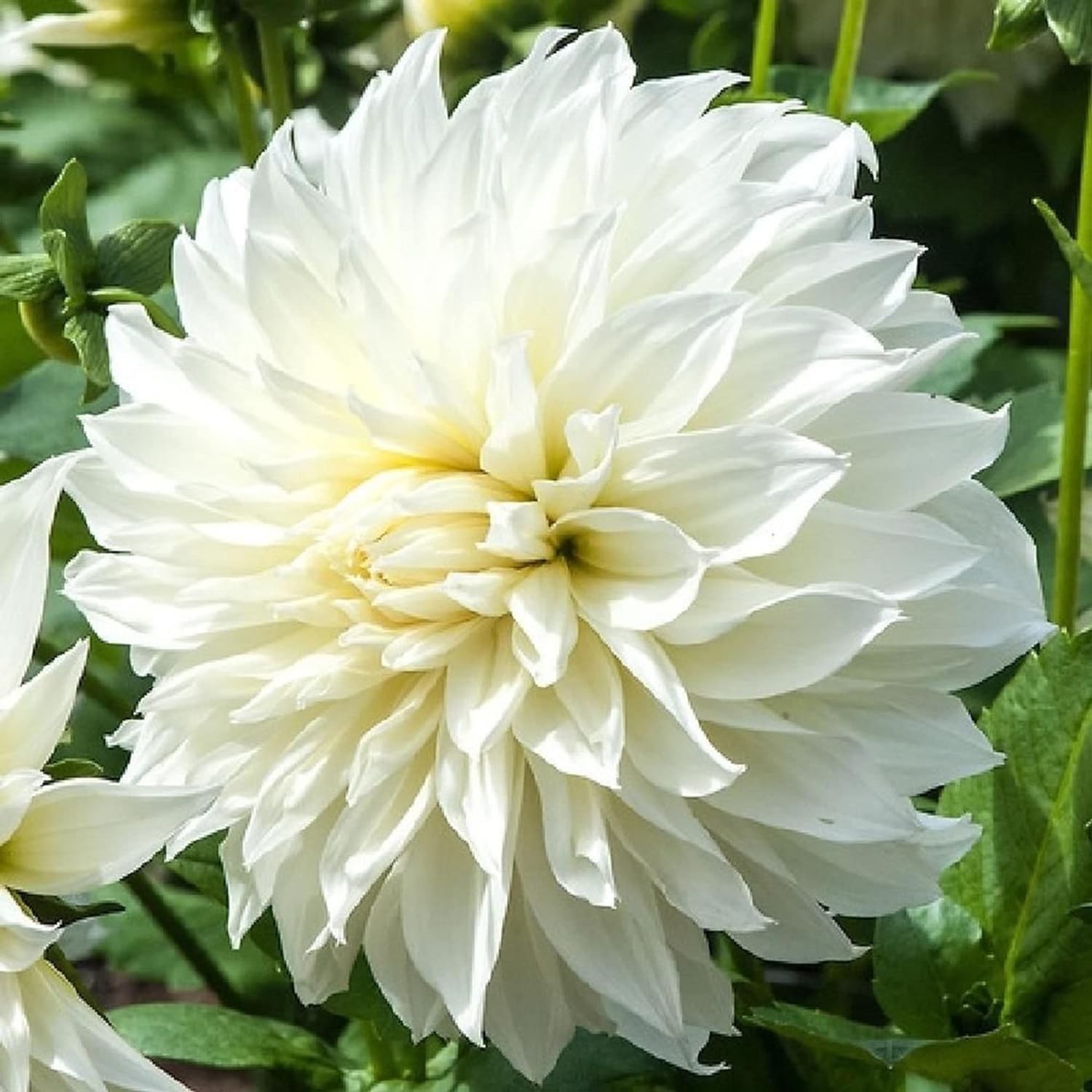 ð¸90 Giorni di Dahlias - Miscela a Lunga Duratað