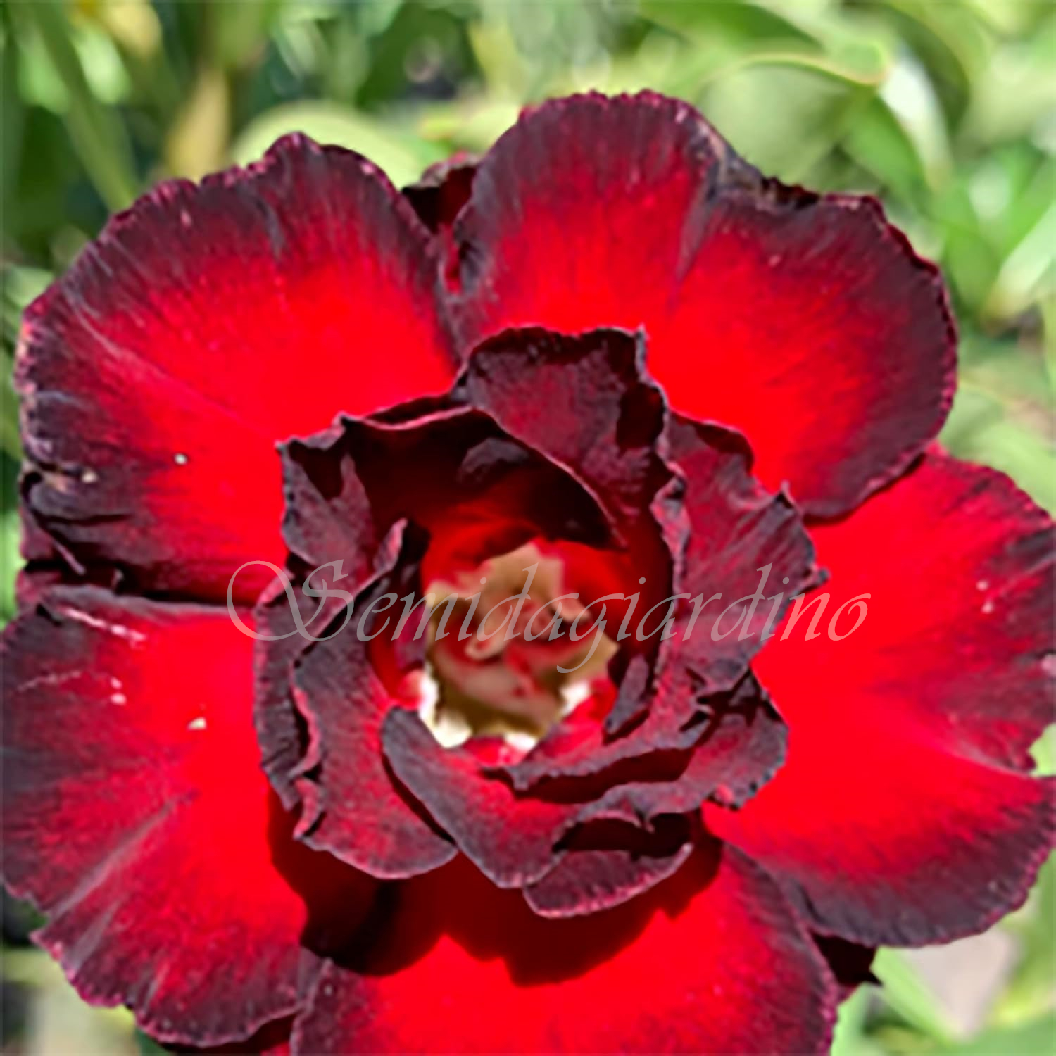 🔥🔥50 % de réduction - Graines de Rose du Désert Plante Bonsai Exotique