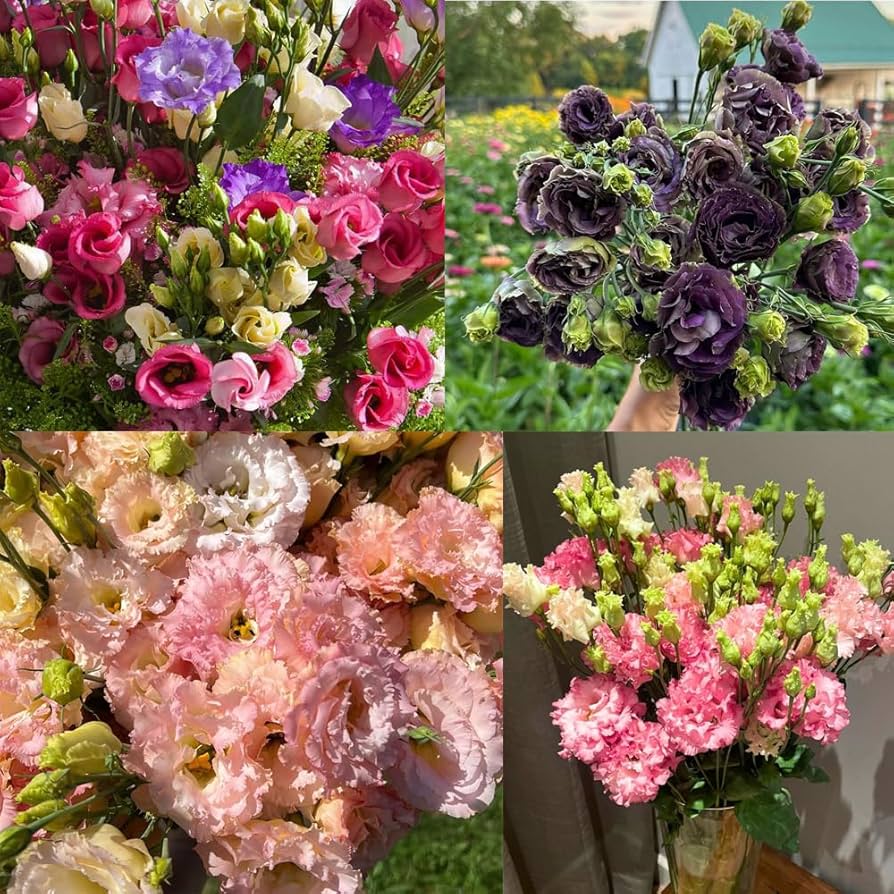 Amazon.com : 50+Mixed Lisianthus Seeds for Planting-Perennial Eustoma  Grandiflorum Flower Plants Seeds : Patio, Lawn & Garden