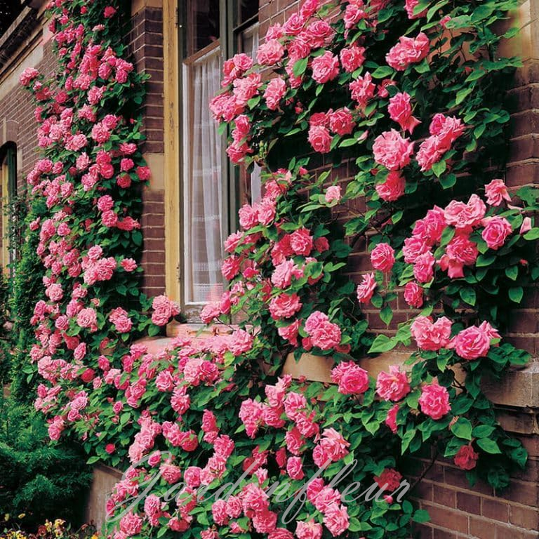 🔥Vente chaude🌹Graines de fleurs de roses grimpantes