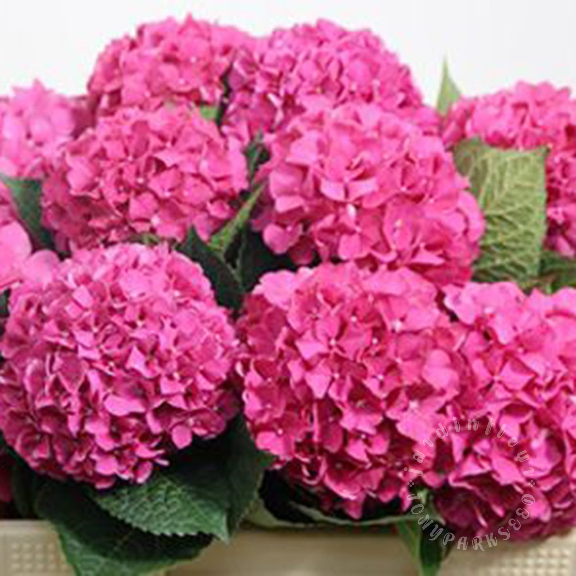 🔥Jusqu'à 50% de réduction🔥Faites éclore votre jardin de rêve : Plantez des graines d'hortensia et accueillez les saisons colorées.