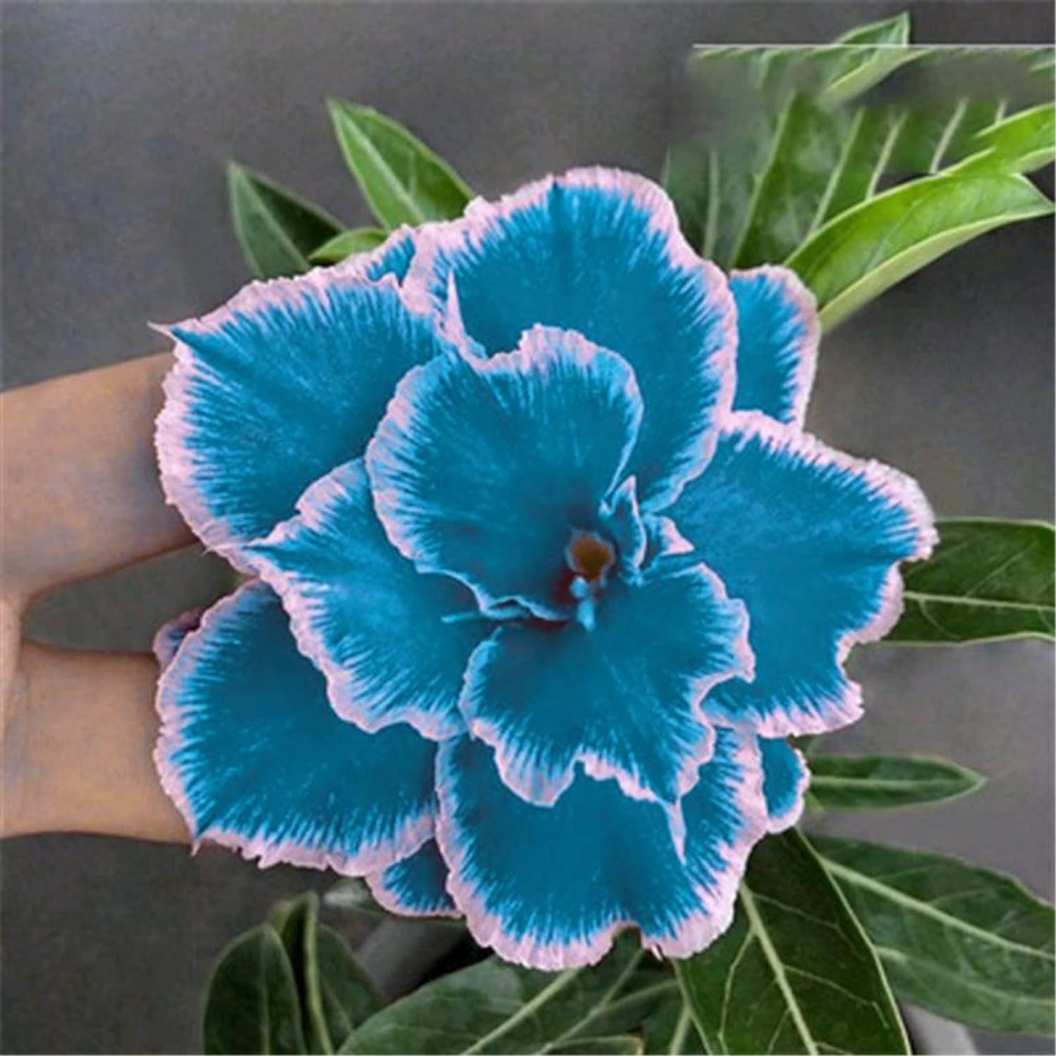 🌵 Desert Rose Bulbs - An Exotic Gem for Your Garden🌸