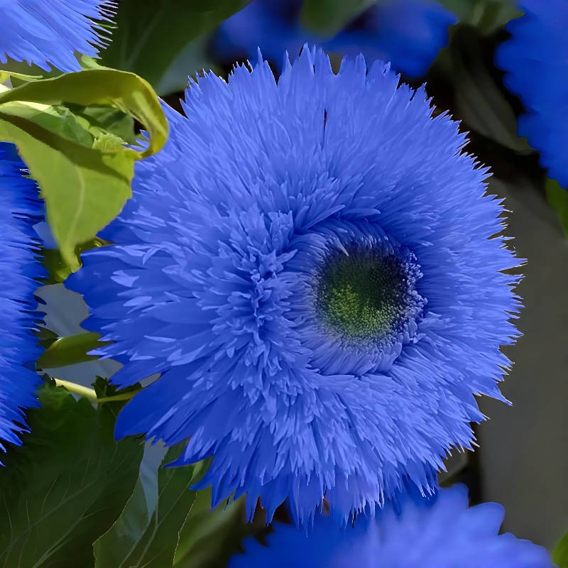 🌻Big Bloom Giant Sunflower Seeds【Germination Time: 7-14 days】