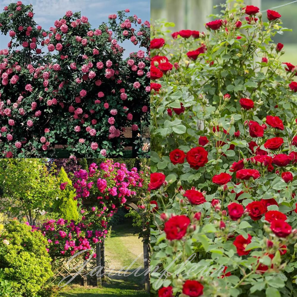 🔥Vente chaude🌹Graines de fleurs de roses grimpantes