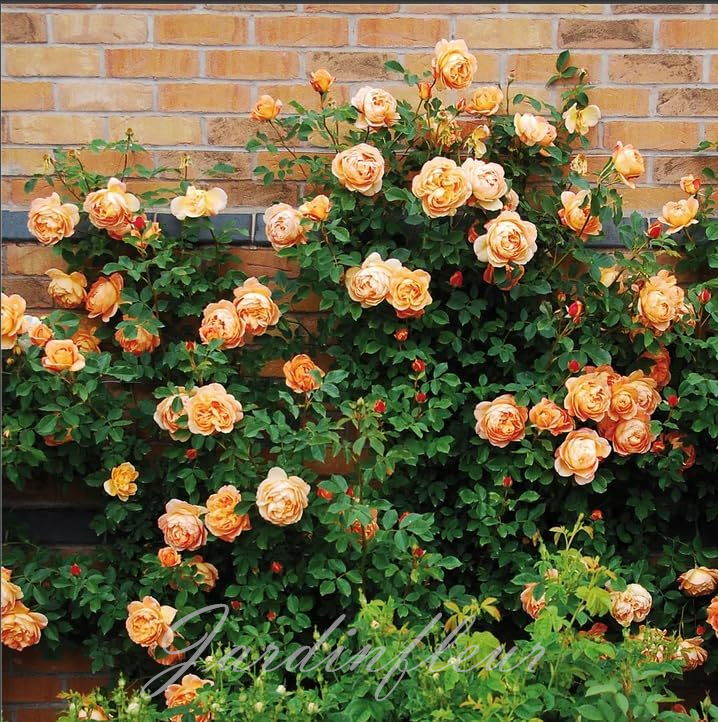 🔥Vente chaude🌹Graines de fleurs de roses grimpantes