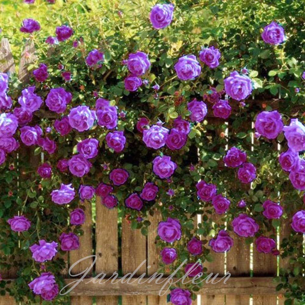 🔥Vente chaude🌹Graines de fleurs de roses grimpantes