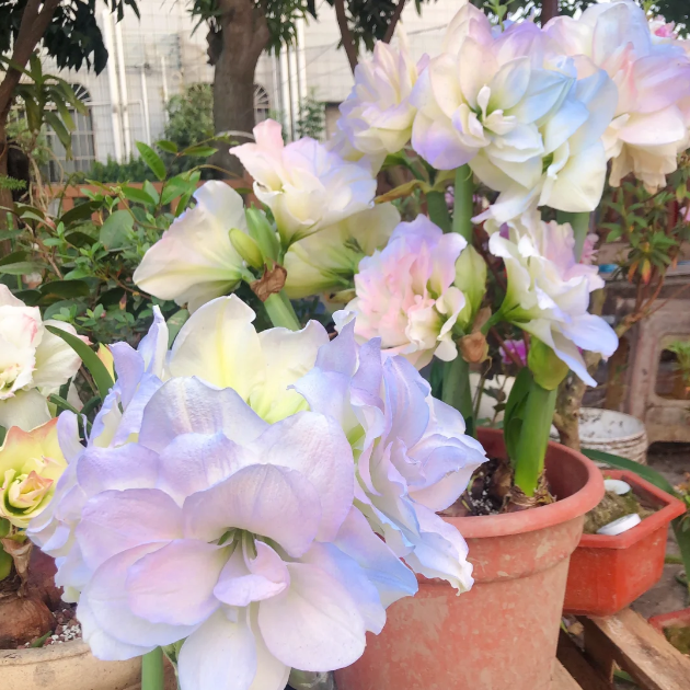 Amaryllis Bulbs: Brighten Your Space with Bold Blooms 🌸