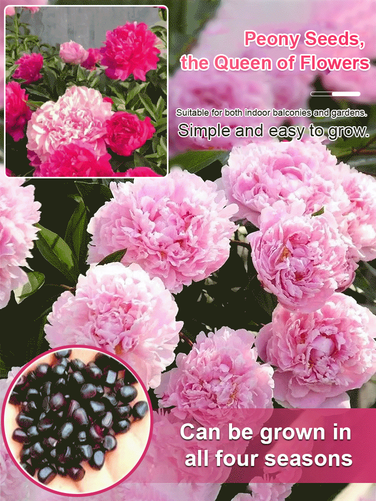 【High survival rate】👑Queen of flowers peony seeds🌸