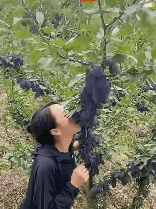 Blue honey prune seeds, a cold-resistant variety, not picky about soil🎍