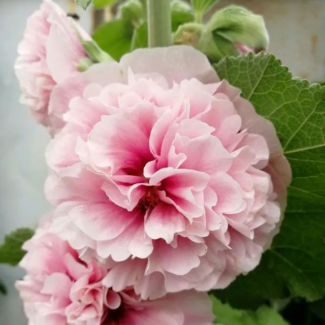 🔥Hot Sale🔥Colorful Double Hollyhock Seeds