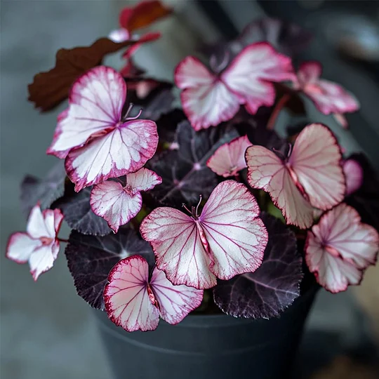 🦋Mixed Moonlight Butterfly Begonia