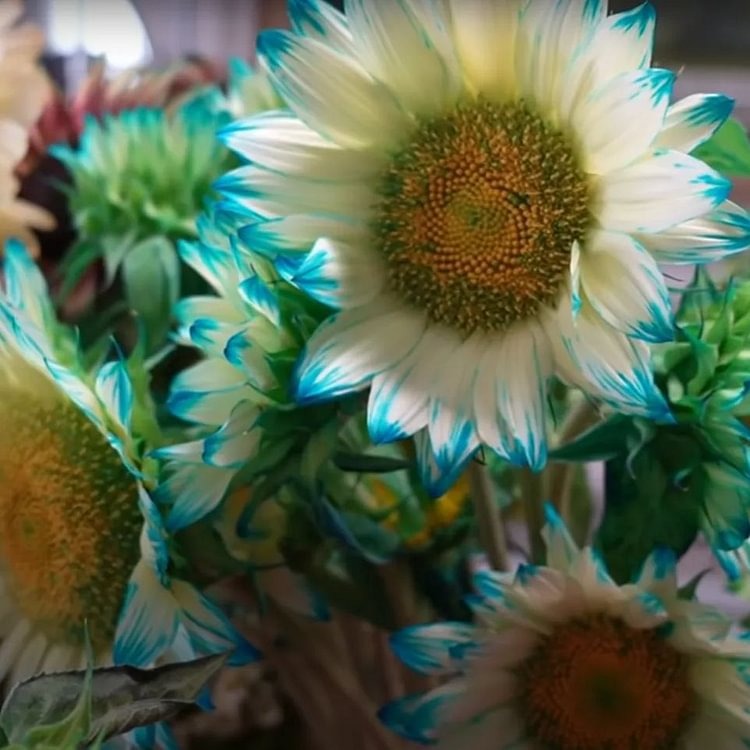 🎉Hot Sell🎉Blue Lace Sunflower Seeds💙