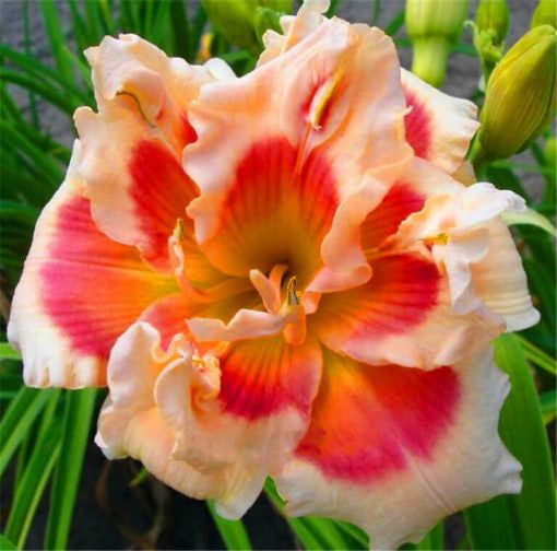 Daylily Hybrid Flowers Seeds, Hemerocallis Hybrid, 50pcs/pack