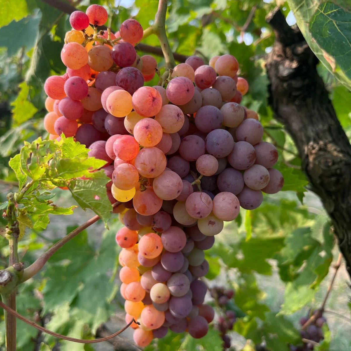 🔥Last Day 48% OFF- High-Quaility Grapes Seeds- High Germination Rate