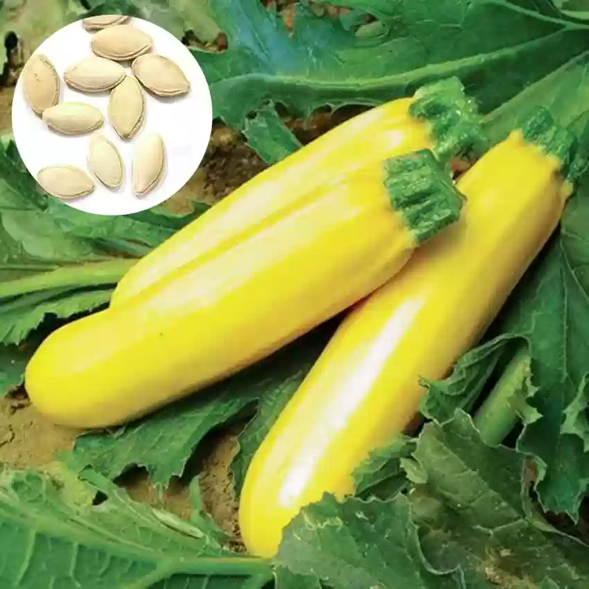 🍌 Banana Zucchini — The "Little Banana" of Vegetables