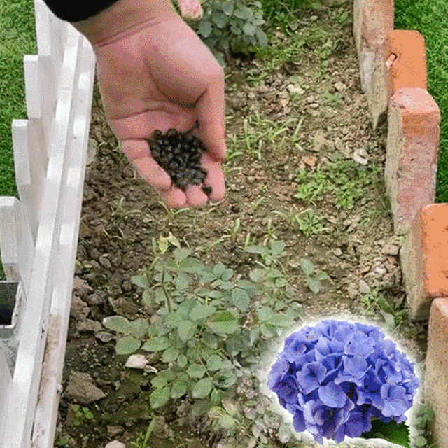 Hydrangea seeds that bloom all year round, with a germination rate of up to 99.99%, easy to cultivate💐💐💐