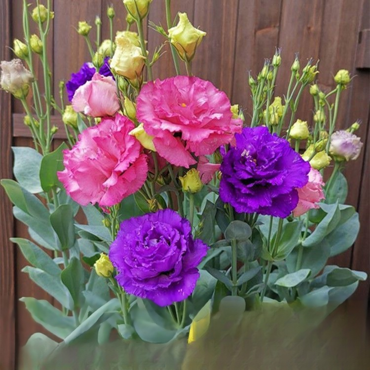 High-quality lisianthus seeds, with a strong aroma and flowering all year round💐
