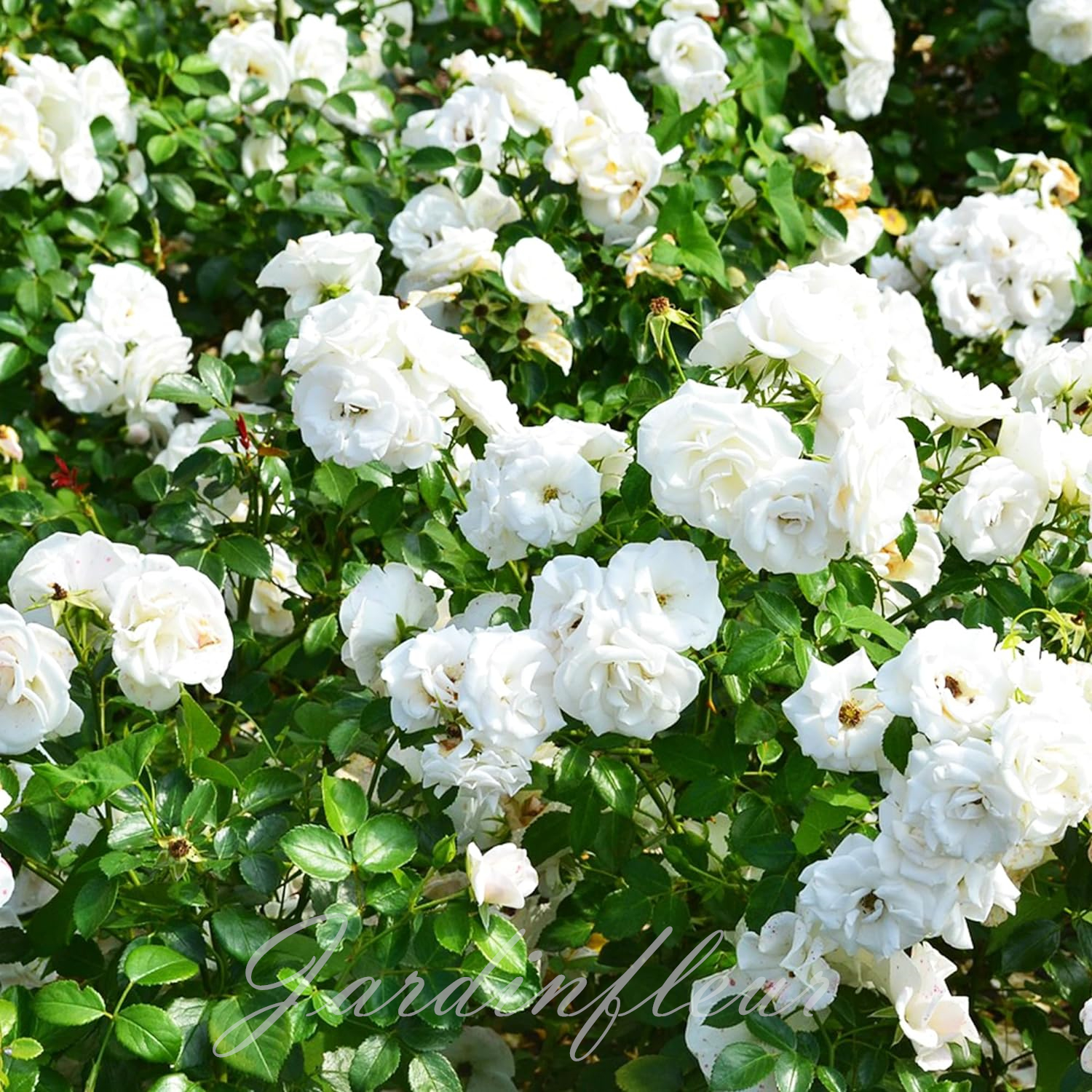 🔥Vente chaude🌹Graines de fleurs de roses grimpantes