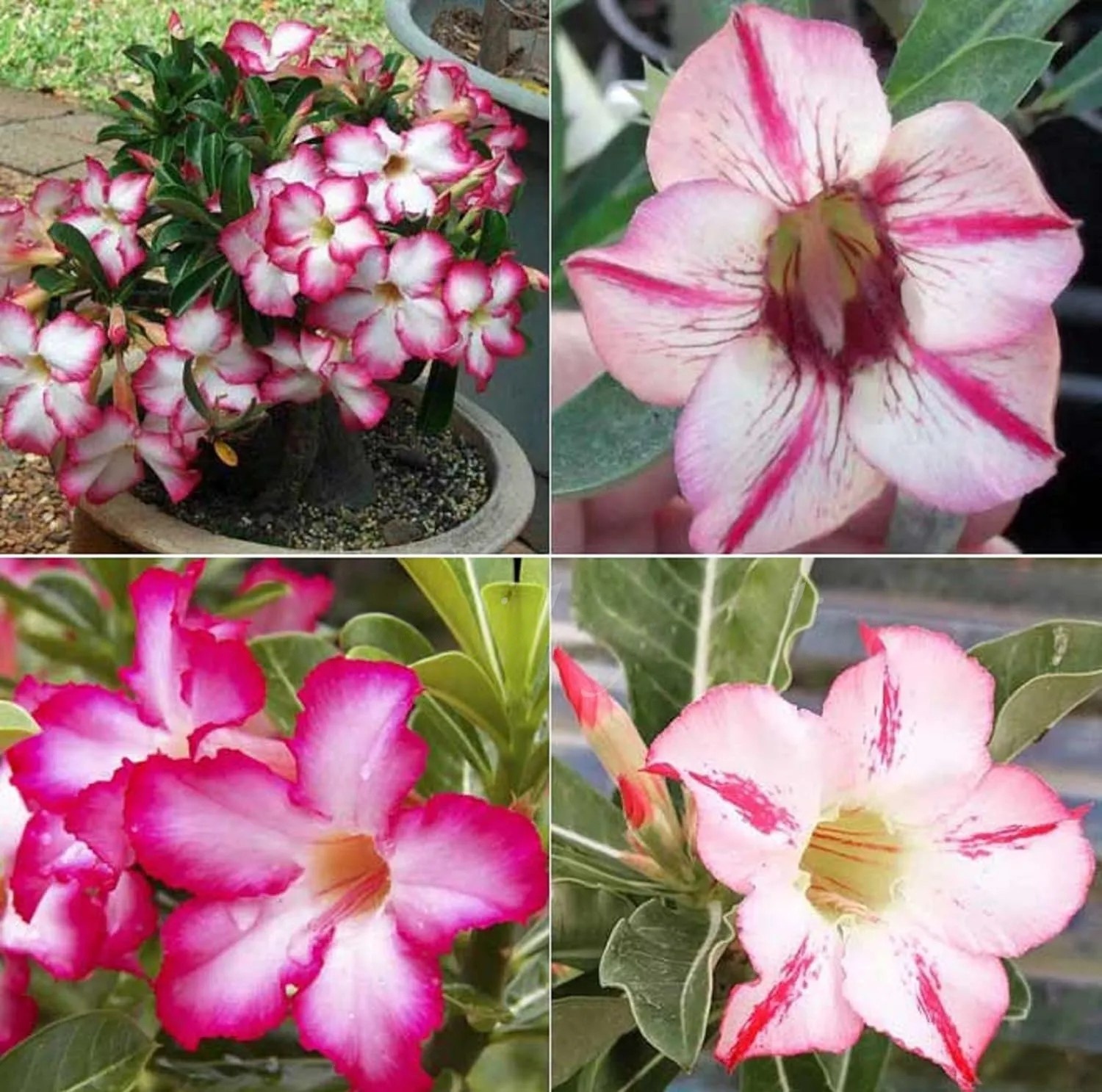 🌵 Desert Rose Bulbs - An Exotic Gem for Your Garden🌸