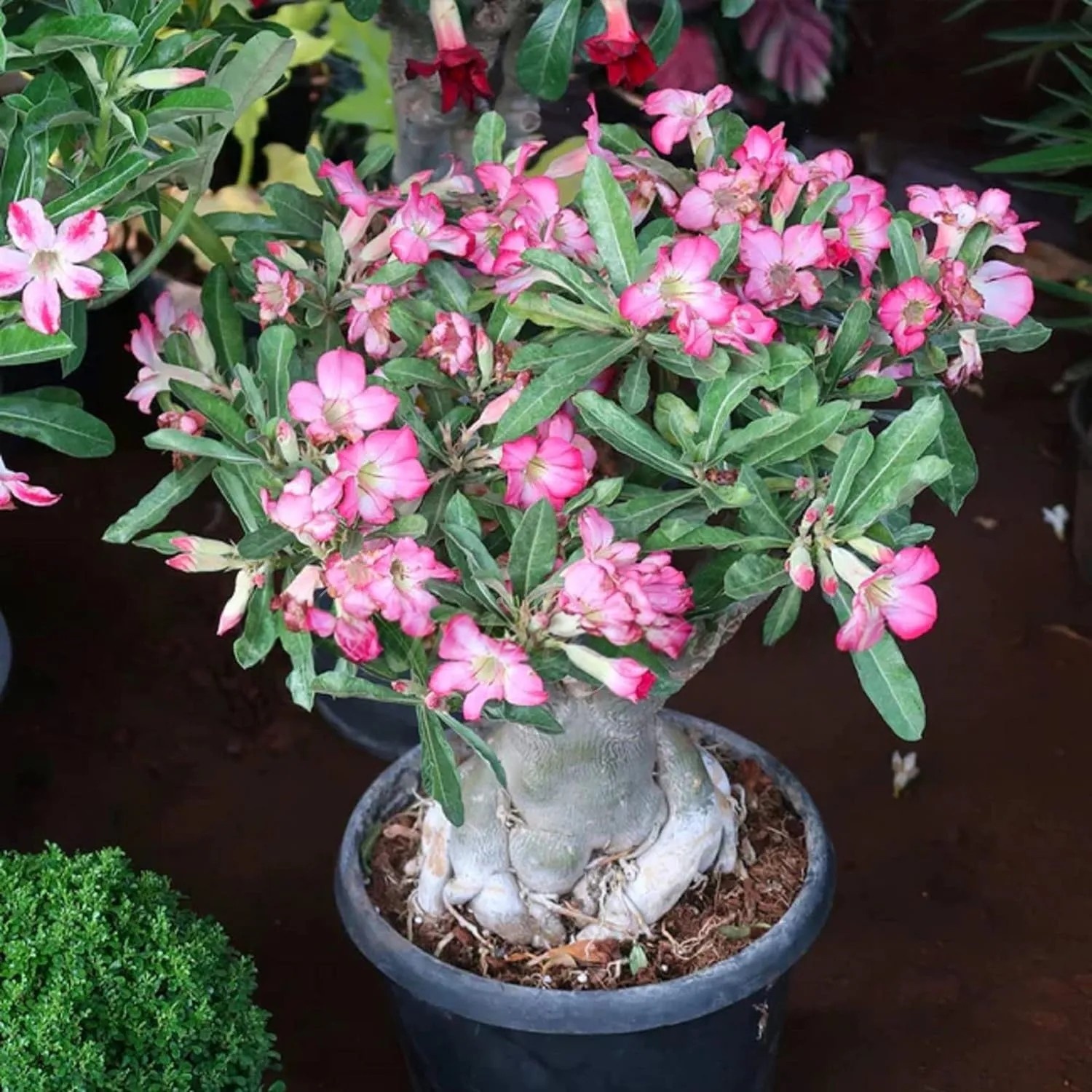 🌵 Desert Rose Bulbs - An Exotic Gem for Your Garden🌸
