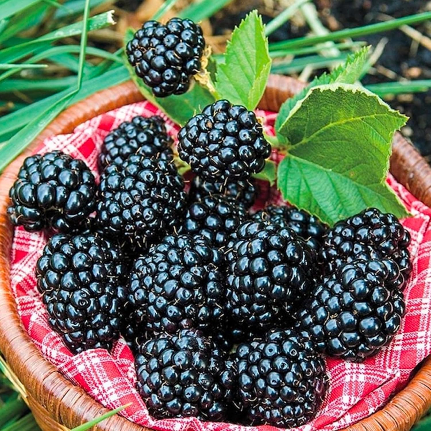 Sweet Blackberry Seeds