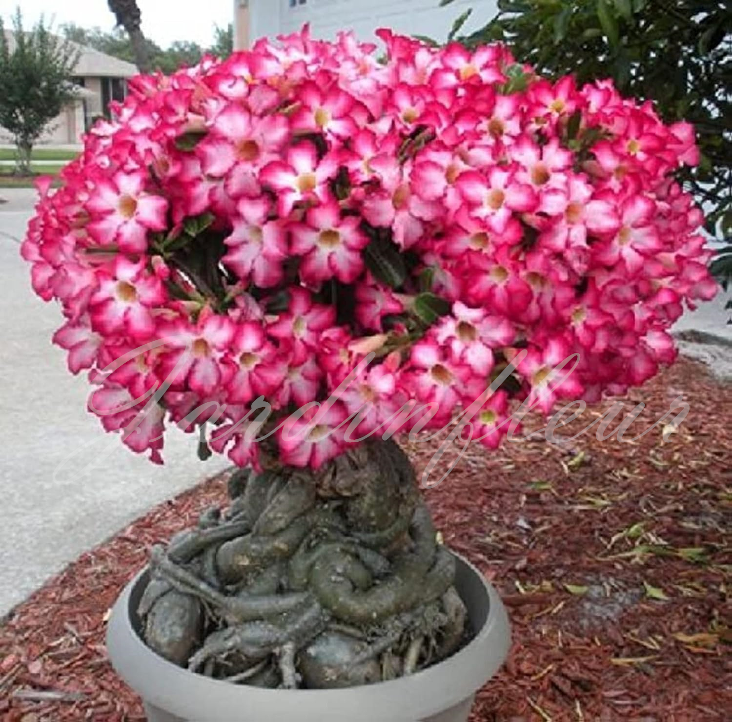 50 % de réduction sur Desert Rose - Nouveau produit