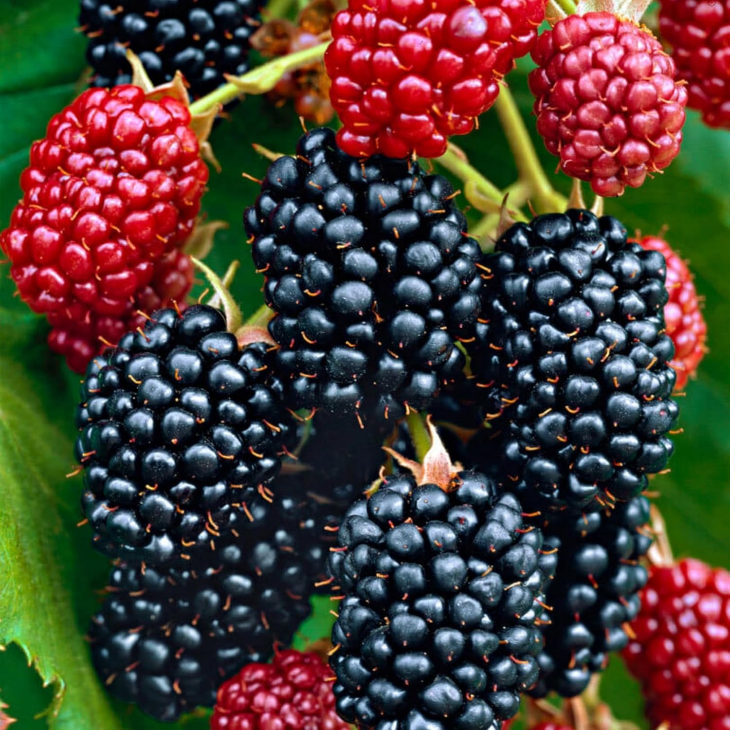 Sweet Blackberry Seeds