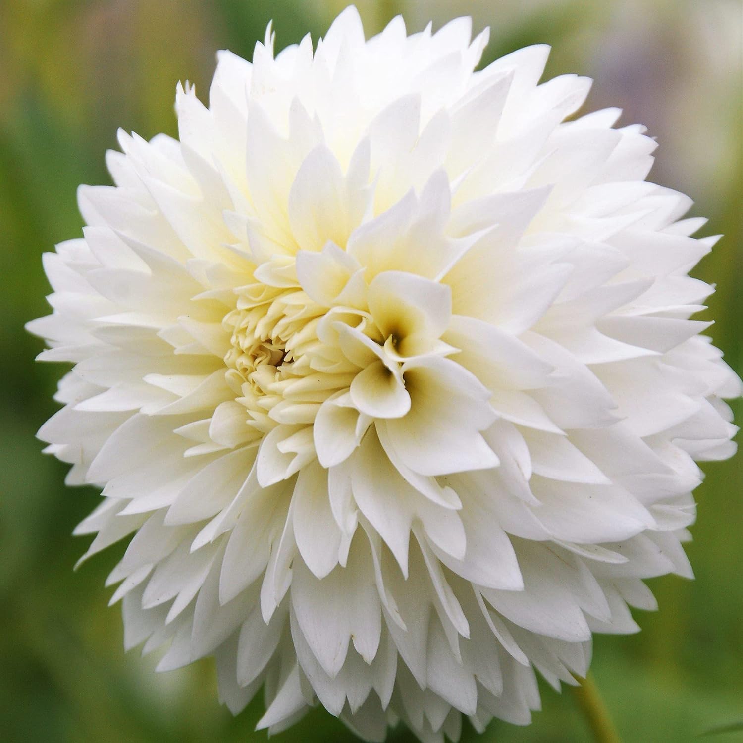 ð¸90 Giorni di Dahlias - Miscela a Lunga Duratað