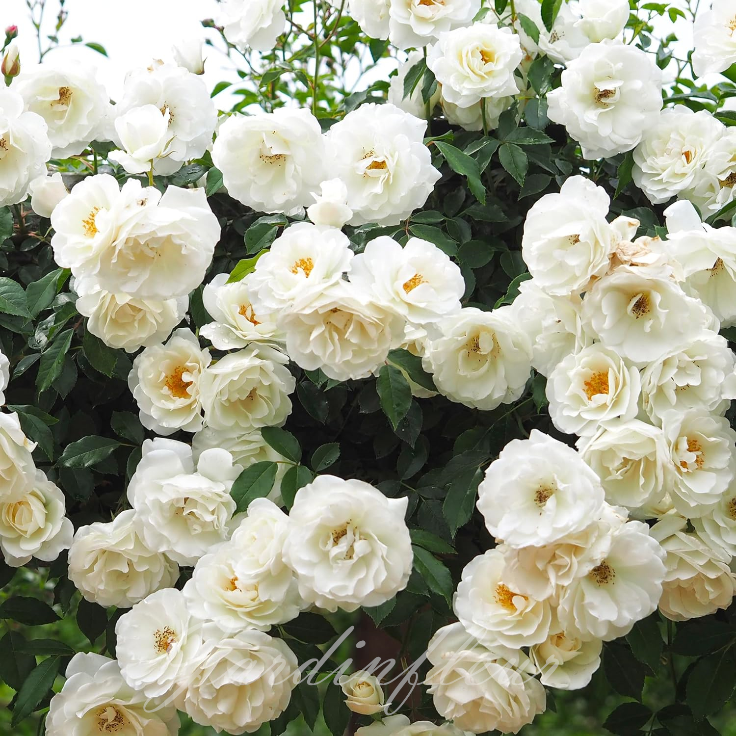 🔥Vente chaude🌹Graines de fleurs de roses grimpantes