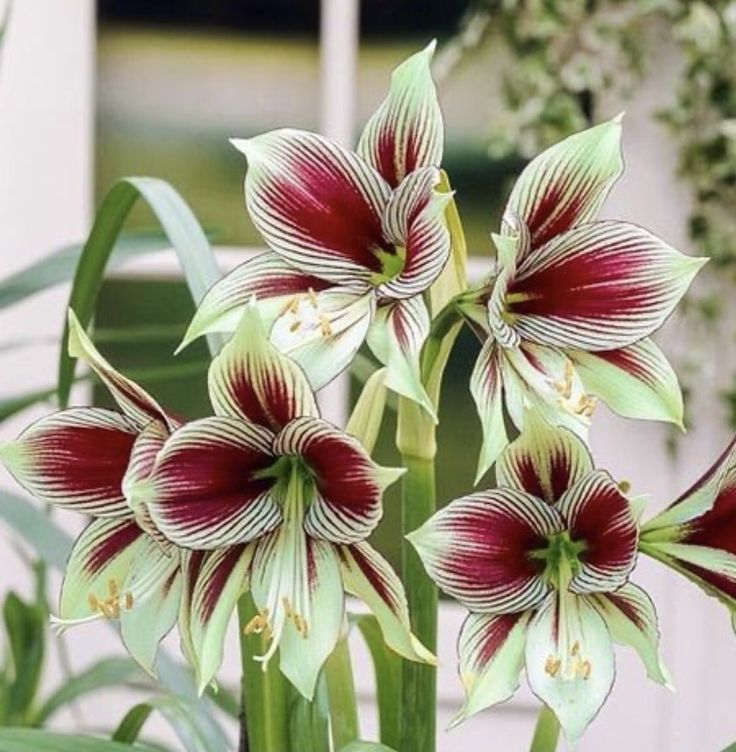 Amaryllis Bulbs: Brighten Your Space with Bold Blooms 🌸
