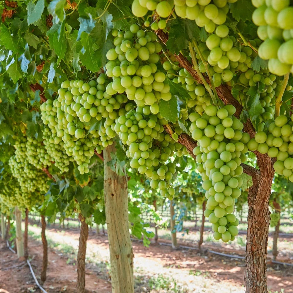 🔥Last Day 48% OFF- High-Quaility Grapes Seeds- High Germination Rate