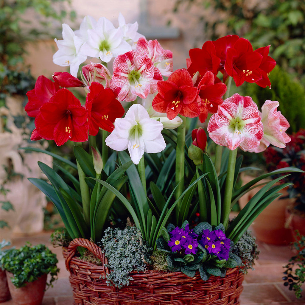 Amaryllis - Mix - for Indoor Potting &ndash; Plantcetera