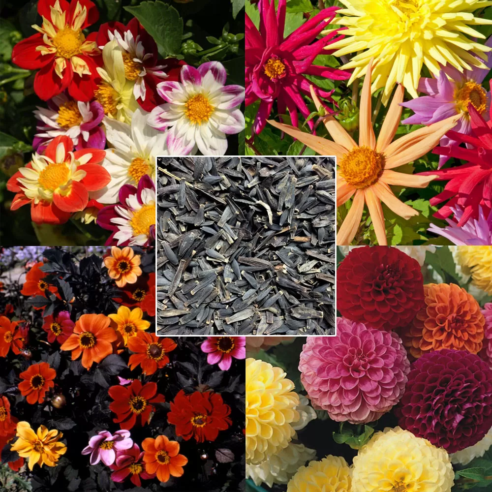 Dahlia Seeds - Shaw Green's Mixed - Shaw Green Dahlias 🇬🇧 UK Trusted  Company