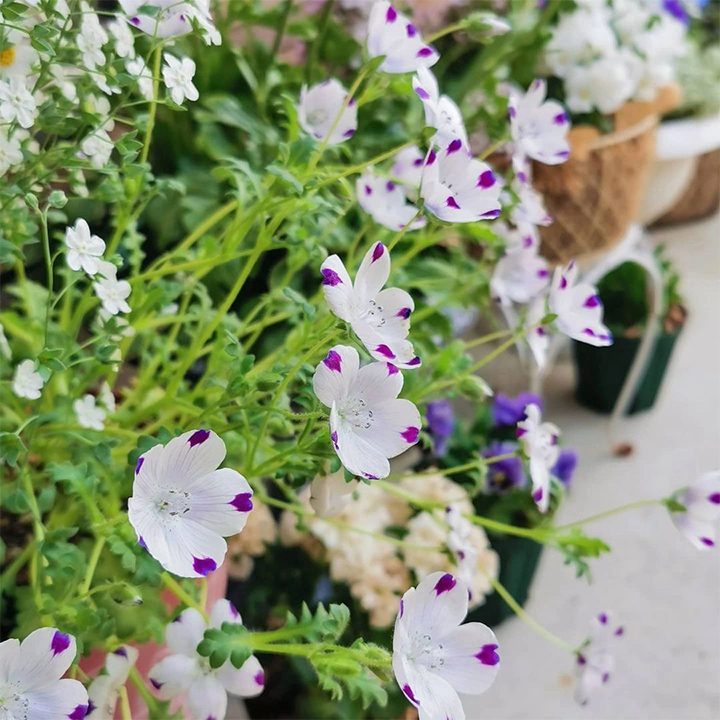 😎Mixed Nemophila Seeds