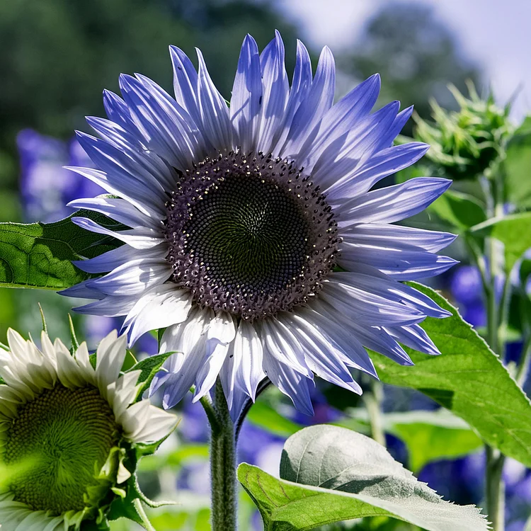 🌻 Sunflower Seeds – Bring Sunshine to Your Garden!