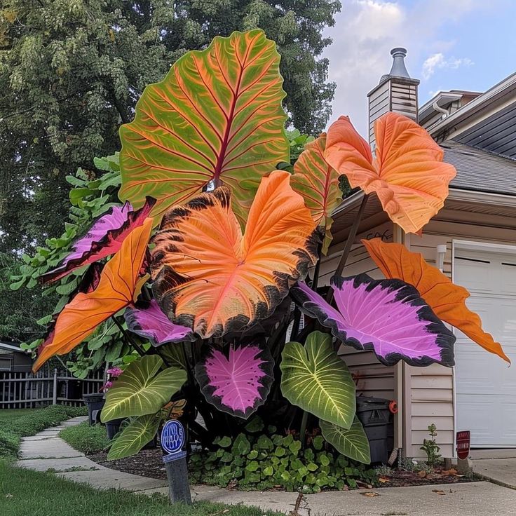 🌟 Discover the Magic of Giant Caladium Seeds!