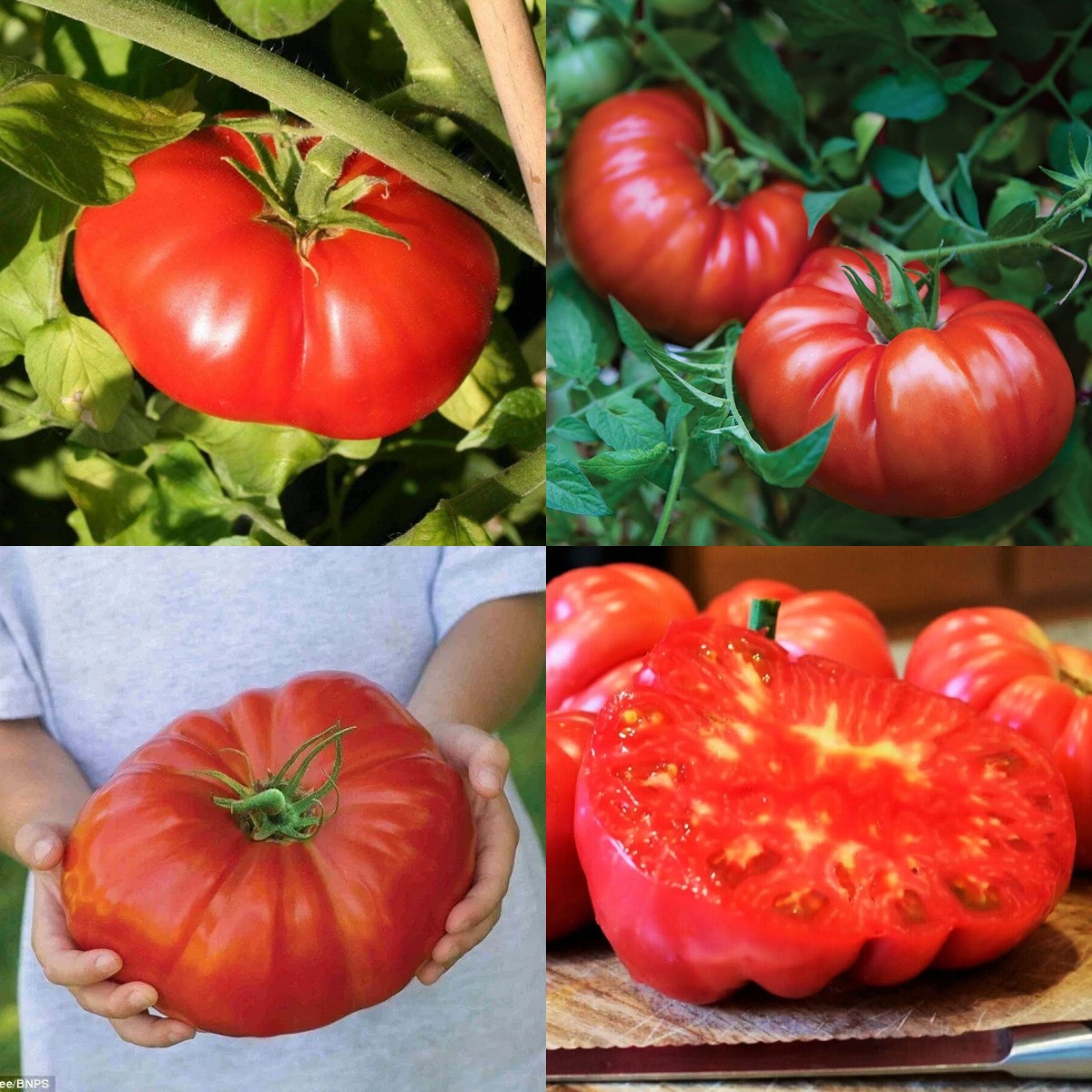 🍅 Giant Monster Tomato Seed – The Amazing Giant Tomato