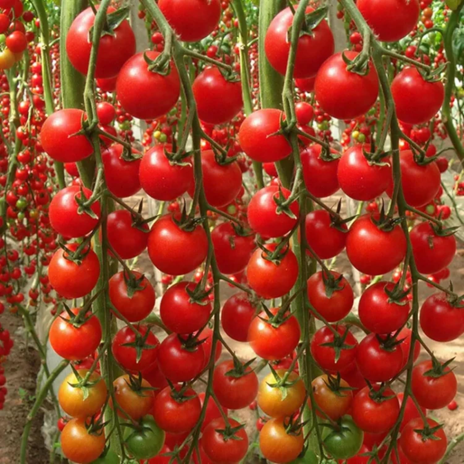 🍅 Waterfall Tomato Seeds – Bring a Cascading Beauty to Your Garden