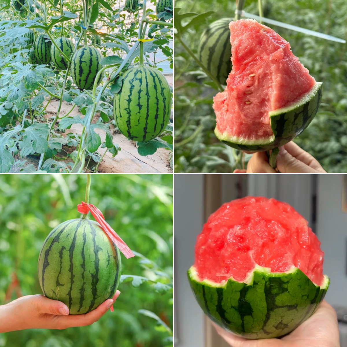 🍉 Ruby Watermelon Seeds – Harvest sweet and juicy summer refreshment