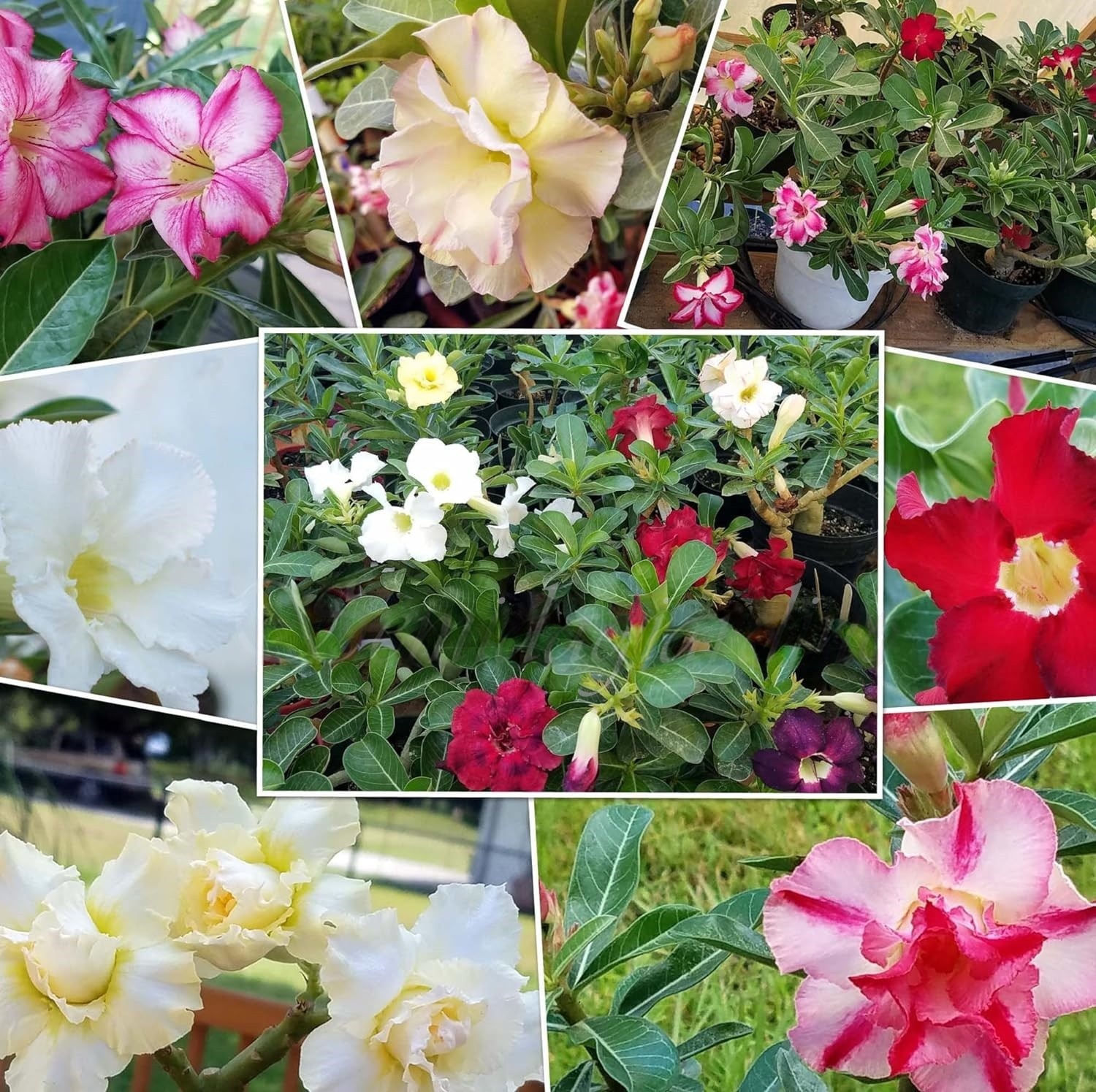 🌵 Desert Rose Bulbs - An Exotic Gem for Your Garden🌸