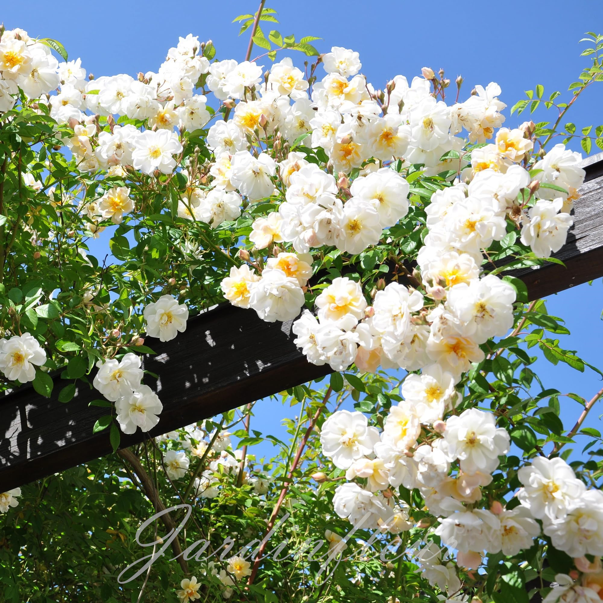 🔥Vente chaude🌹Graines de fleurs de roses grimpantes