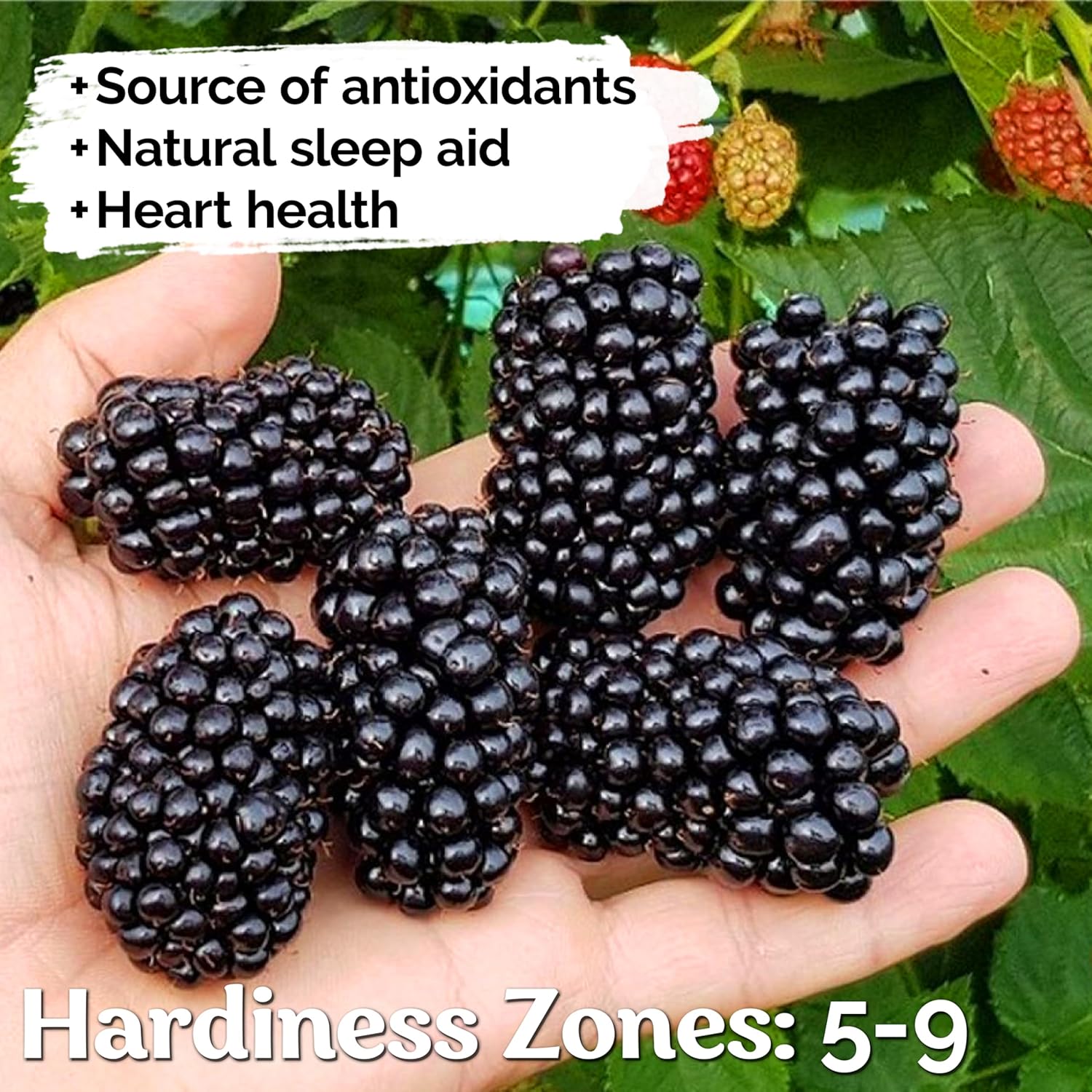 Sweet Blackberry Seeds